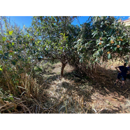 Sprzedaż - Nieruchomości - House - La Matanza de Acentejo 1