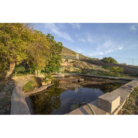 Finca kanaryjska - Charco Del Pino  Granadilla de Abona